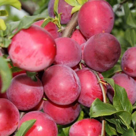 Japonská kometa Plum Fairy START PACK ®