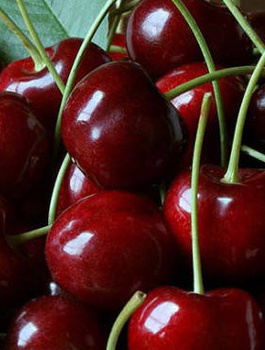 Třešeň Rivan – sazenice s holým kořenem