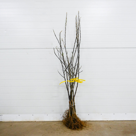 Jabloň Oliwka Žlutá (Papierówka) – sazenice s holým kořenem