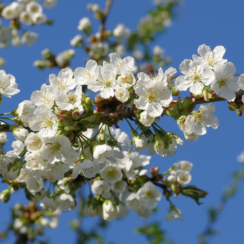 Cherry Maria White START PACK