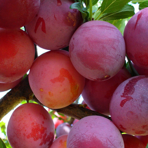 Švestka Althanova renklóda – sazenice s holým kořenem