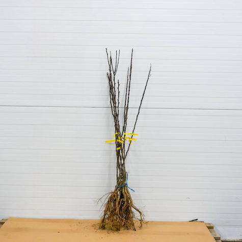 Hrušeň Clappova – sazenice s holým kořenem