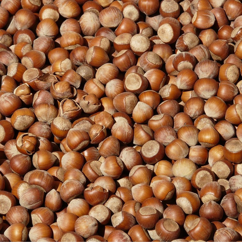 Líska Webba Cenny – sazenice s holým kořenem