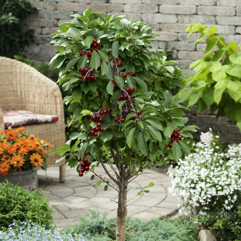 Mini višeň zakrslá Piemont – sazenice s holým kořenem