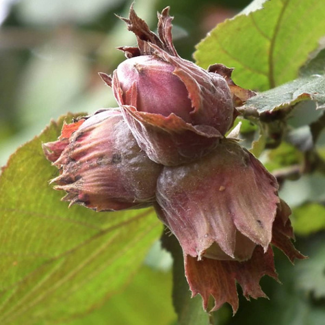 Lambert's lískooříšková červená START PACK