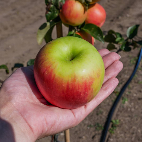 Jabloň Celesta – sazenice s holým kořenem
