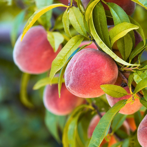 Peach Dixired Start Pack