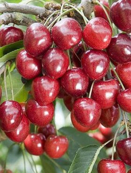 Třešeň Těchlovan – sazenice s holým kořenem