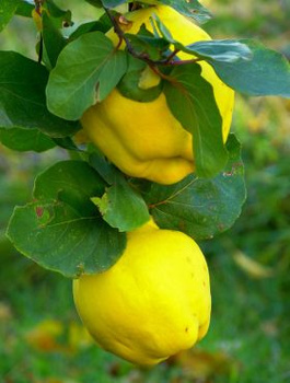 Kdouloň hruškovitá Ludowicka – sazenice s holým kořenem