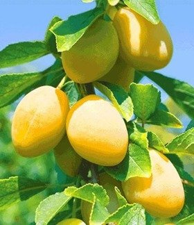 Švestka sloupovitá Gold Dust – sazenice s holým kořenem.