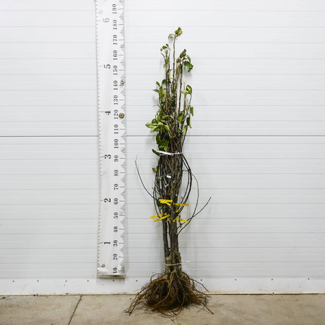 Jabloň Elstar – sazenice s holým kořenem