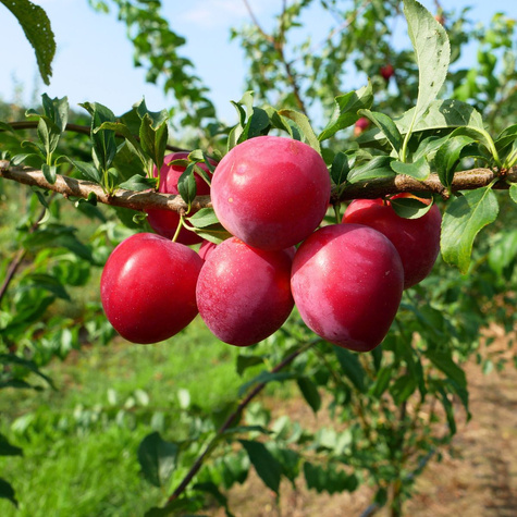 Švestka japonská Kometa – sazenice s holým kořenem