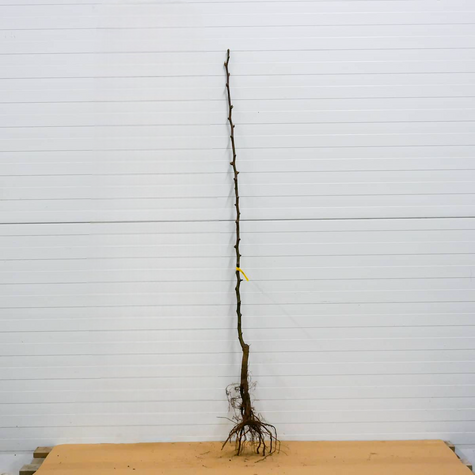 Asijská hrušeň Chojuro – sazenice s holým kořenem