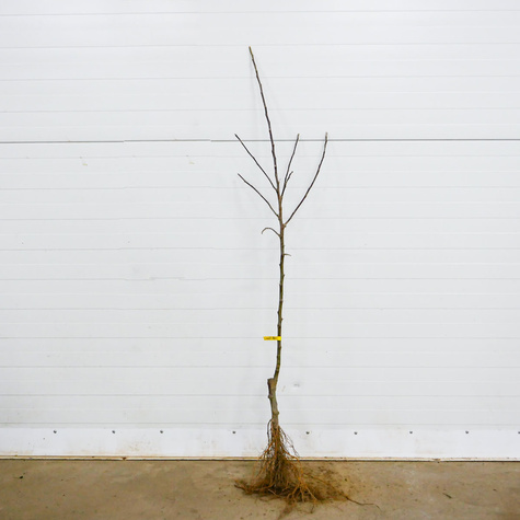 Jabloň Starking – sazenice s holým kořenem