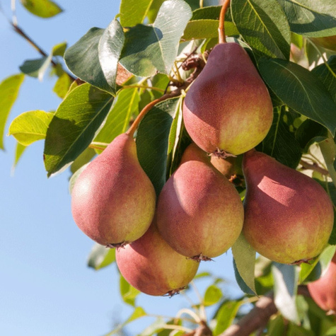 Hrušeň sloupovitá Obelisk – sazenice s holým kořenem