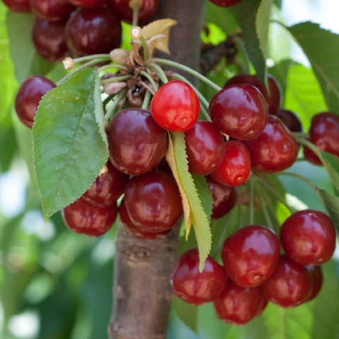 Fabiola třešeň pozdní odrůda START PACK