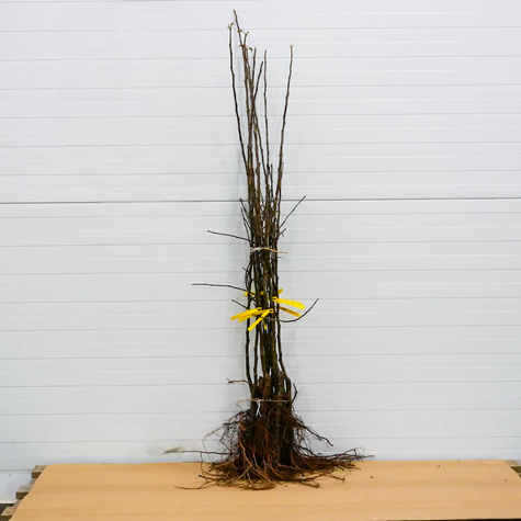 Jabloň Geneva Early – sazenice s holým kořenem