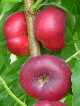 Nektarinka Flatryna – sazenice s holým kořenem