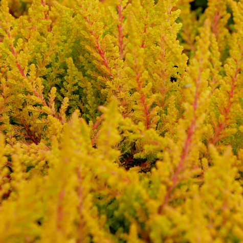 Vřes obecný zlatý poupátkový – sazenice