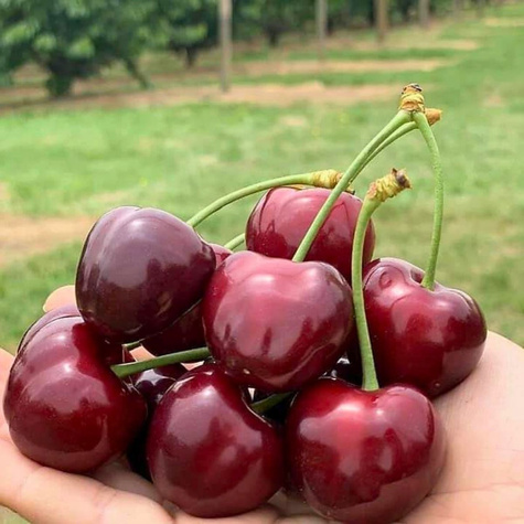 Třešeň Býčí srdce – sazenice s holým kořenem