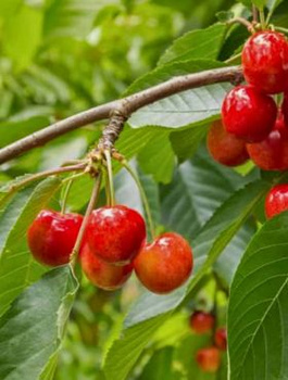 Třešeň zakrslá Vega (GISELA5) – sazenice s holým kořenem