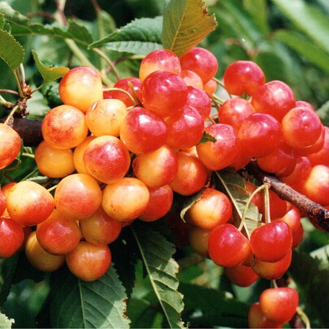 Kunze cherry EXTREMELY TASTING START PACK