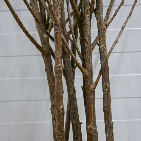 Višeň Turgenevská – sazenice s holým kořenem