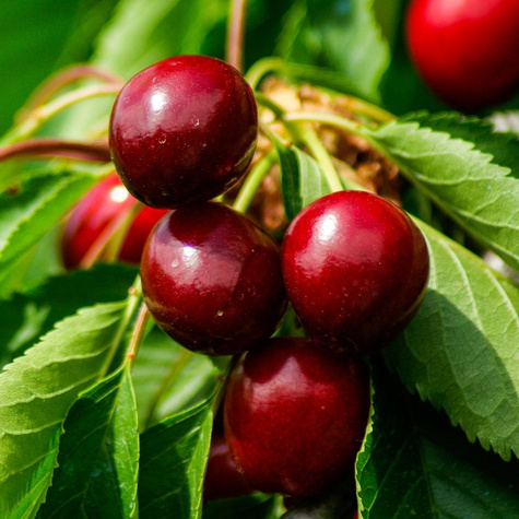 Višeň Lucyna – sazenice s holým kořenem