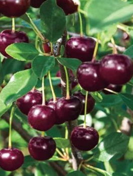 Višeň Łutówka – sazenice s holým kořenem