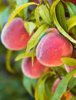 Broskvoň Dixired – sazenice s holým kořenem