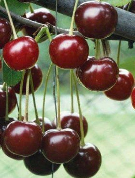 Višeň Kelleris 16 – sazenice s holým kořenem