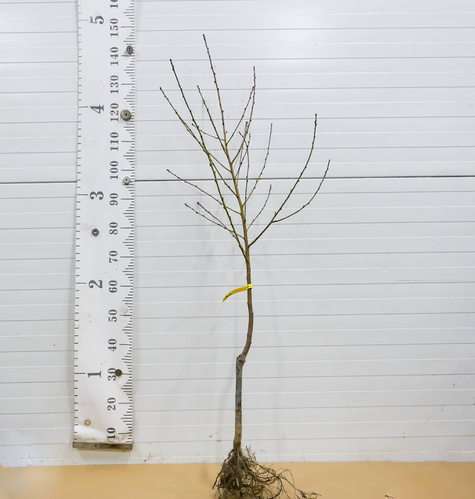 Broskvoň plochá Paraguayo UFO – sazenice s holým kořenem