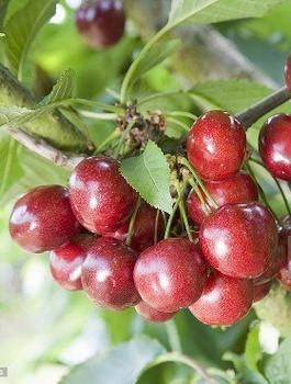 Třešeň sloupovitá Celesta – sazenice s holým kořenem