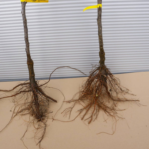 Jabloň Elstar – sazenice s holým kořenem