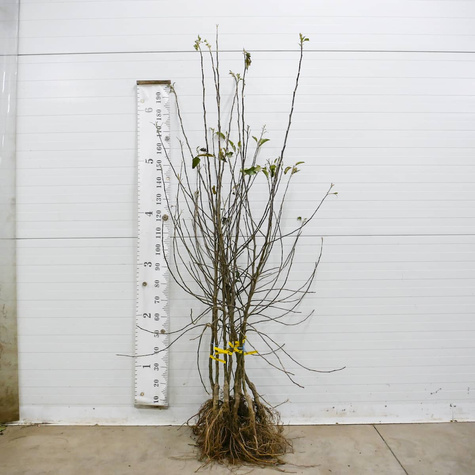 Jabloň Jonagold DeCosta – sazenice s holým kořenem