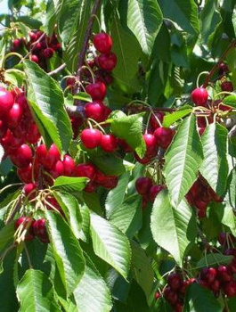 Třešeň Sweetheart – sazenice s holým kořenem