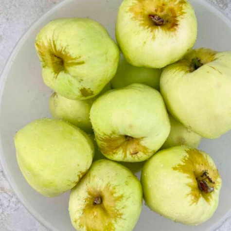 Jabloň Antonowka Cukrowa – sazenice s holým kořenem