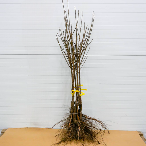 Višeň Turgenevská – sazenice s holým kořenem