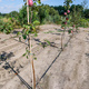 Jabloň Piros – sazenice s holým kořenem