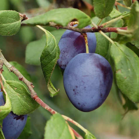 Švestka italská Kwecza – sazenice s holým kořenem