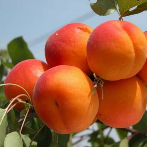 Meruňka Somo – sazenice s holým kořenem