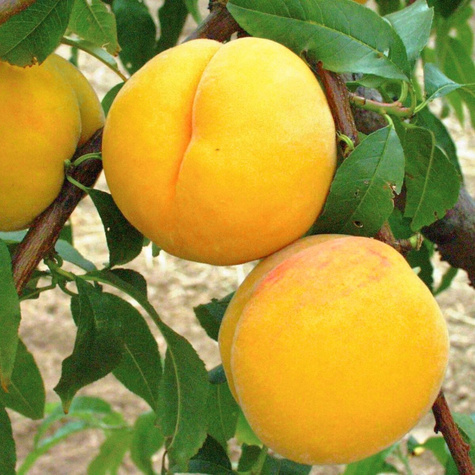 Peach Katherina Start Pack ®