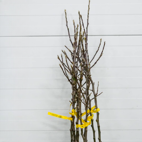 Jabloň Ananas Berzenicky – sazenice s holým kořenem