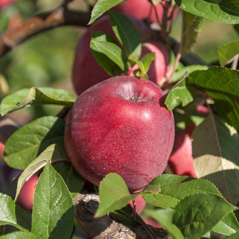 Jabłoń kolumnowa Dejavu w typie Gloster  START PACK