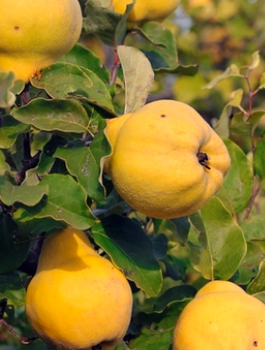 Kdouloň hruškovitá Champion – sazenice s holým kořenem