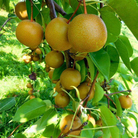 Hrušeň asijská Hosui – sazenice s holým kořenem