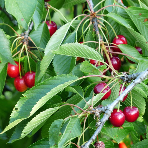 Višeň Nefris – sazenice s holým kořenem