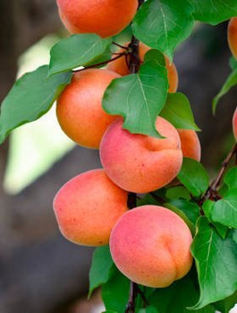 Meruňka Somo – sazenice s holým kořenem