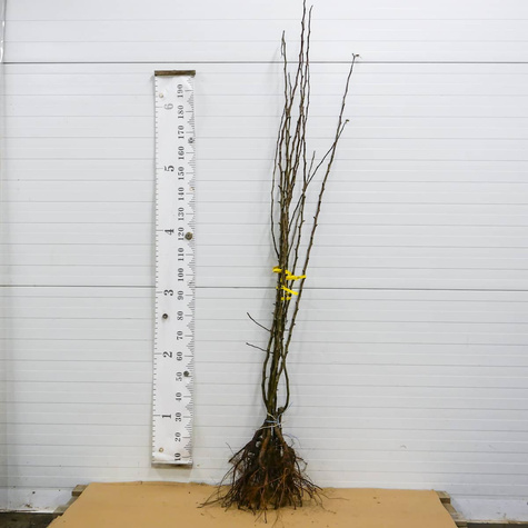 Hrušeň asijská Hosui – sazenice s holým kořenem