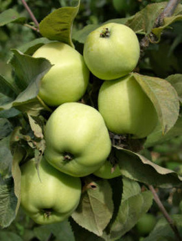 Jabloň Antonowka Cukrowa – sazenice s holým kořenem